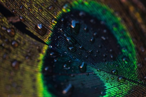 Water drops beautiful peacock wall textured backdrop
