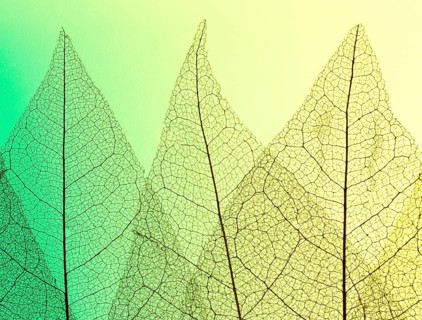 Top view colored see though leaves lamina
