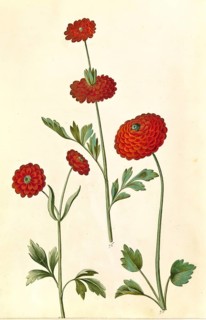 Persian buttercup