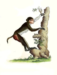 Mammals