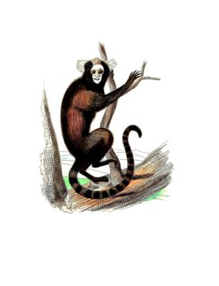 Mammals