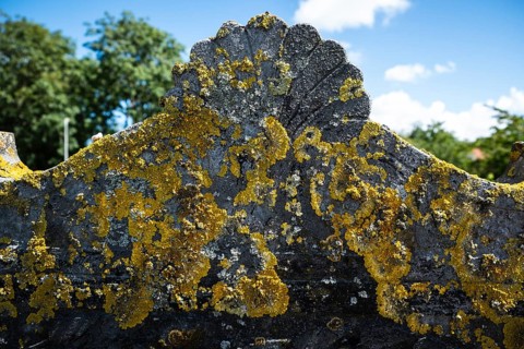 Lichen on a gravestone