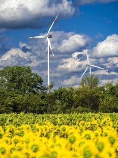 Wind turbines behind a field with sunflowers at Partwitz Lake