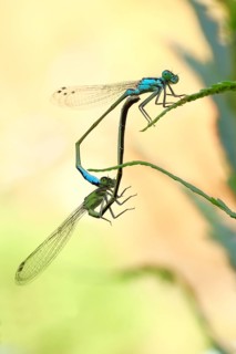 Azure damselfly