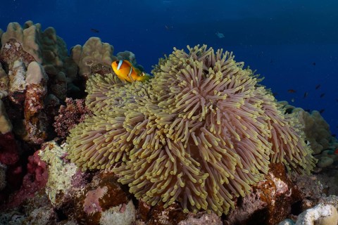 Magnificent sea anemone