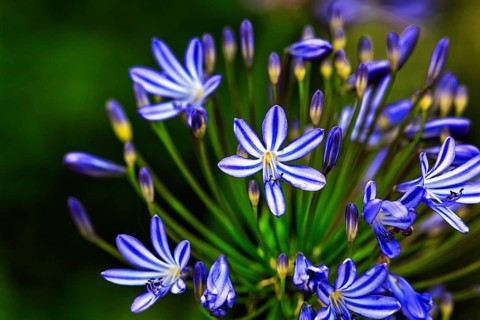 Blue lilies of the nile