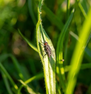 House fly