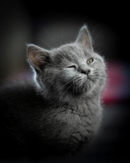 British Shorthair male