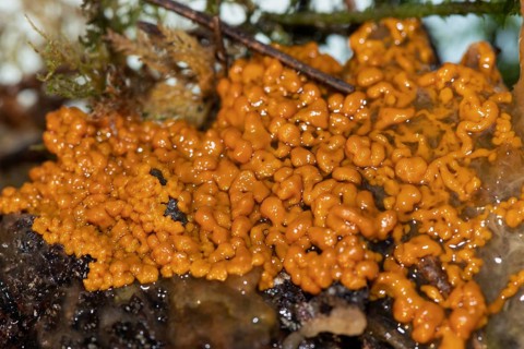 Slime mould Plasmodium multinucleate gelatinous orange mass on tree trunk