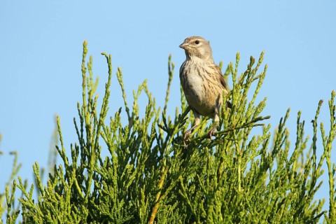 Linnet