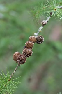 Larch cone