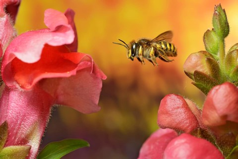 European wool carder bee