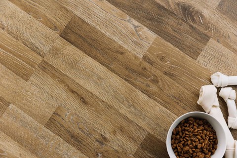 Lovely pets composition with dog food