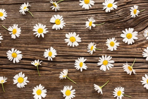 Flat lay daisies arrangement wood