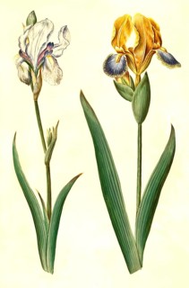 (Iris pallida), pale iris and Iris variegata, variegated iris, Historic, digitally restored