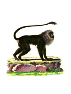 Mammals