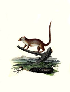 Mammals