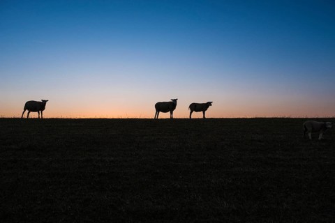 Sheep standing on a dike in the sunset looking at the camera