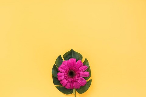 Pink gerbera flower green leaf