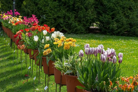 Tulips