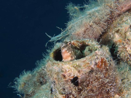 A sabre-toothed blenny
