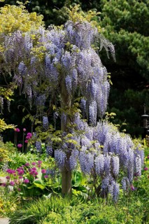 Japanese blue vine