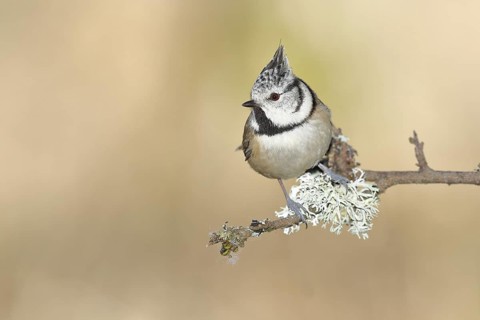 Crested tit