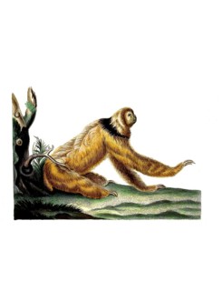 Mammals