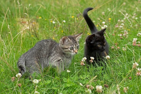 Two nine-week-old kittens sitting together in the grass