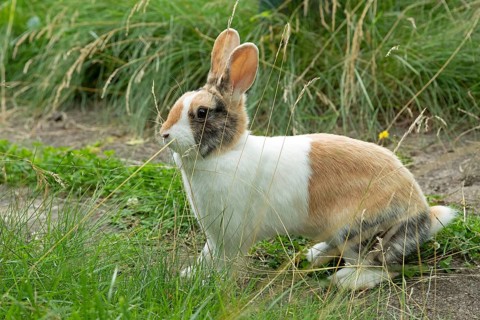 Dutch rabbit sitting on path