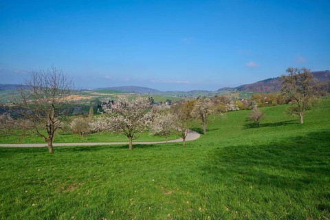 Orchard meadow
