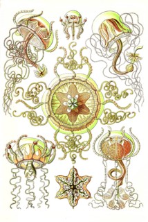 Trachomedusae