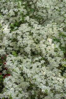 Blossoms of a white azalea