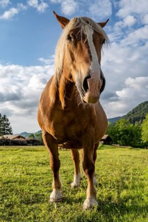 Haflinger horse