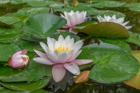Water lily blooming in a pond. Bas-Rhin