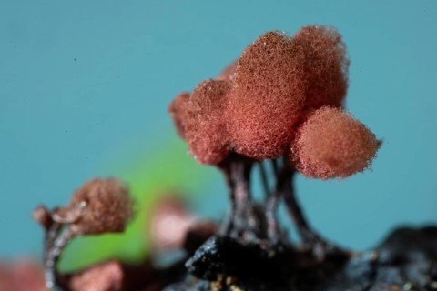 Brick-red stalk slime mould several fruiting bodies with dark stalks and woolly-felty red hats next to each other in front of blue sky