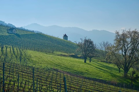 Vineyards