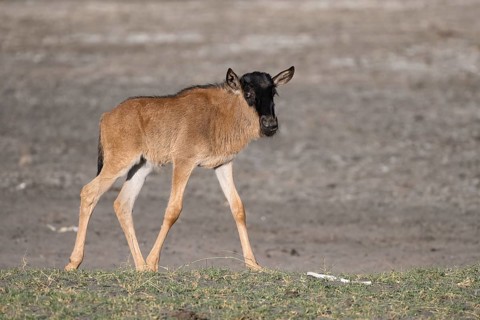 Wildebeest