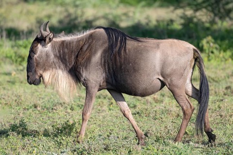 Wildebeest