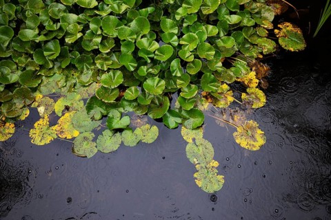 Water lily petals in the pond