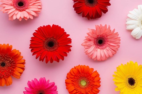 Gerbera flowers pink background