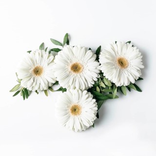 Top view white daisies