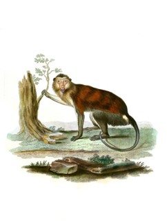 Mammals