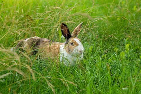 Dutch rabbit sitting in the grass