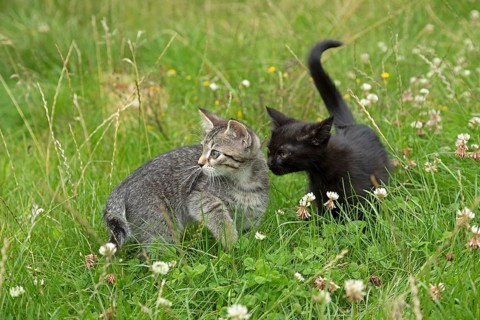 Two nine-week-old kittens sitting together in the grass