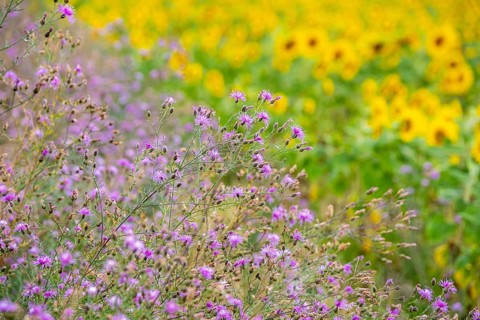 Spotted knapweed