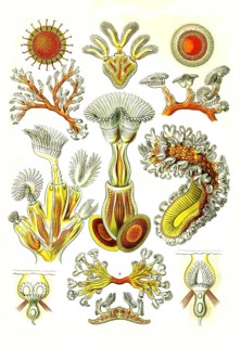 Bryozoa