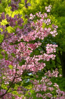 American flowering dogwood