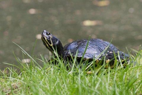 Yellow-bellied slider