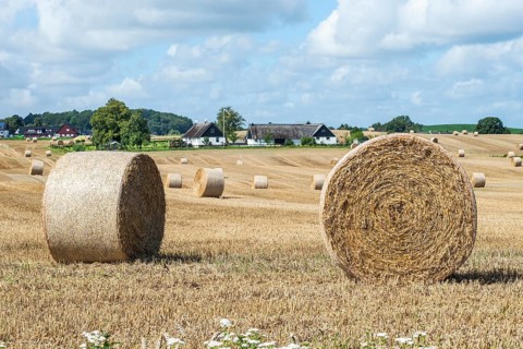 Straw bales on farmland at Skurup